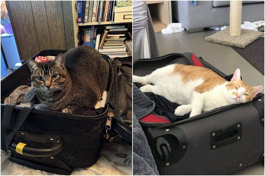 kolase momen kucing caper saat ditinggal berangkat (reddit.com/user/TrekkieMary | reddit.com/user/FoxMcSnox)