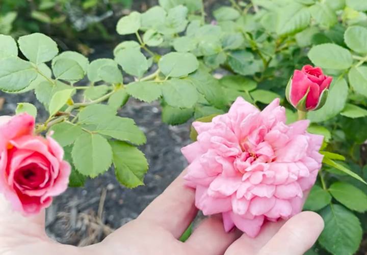 shrub rose (YouTube.com/The Rose Greek)