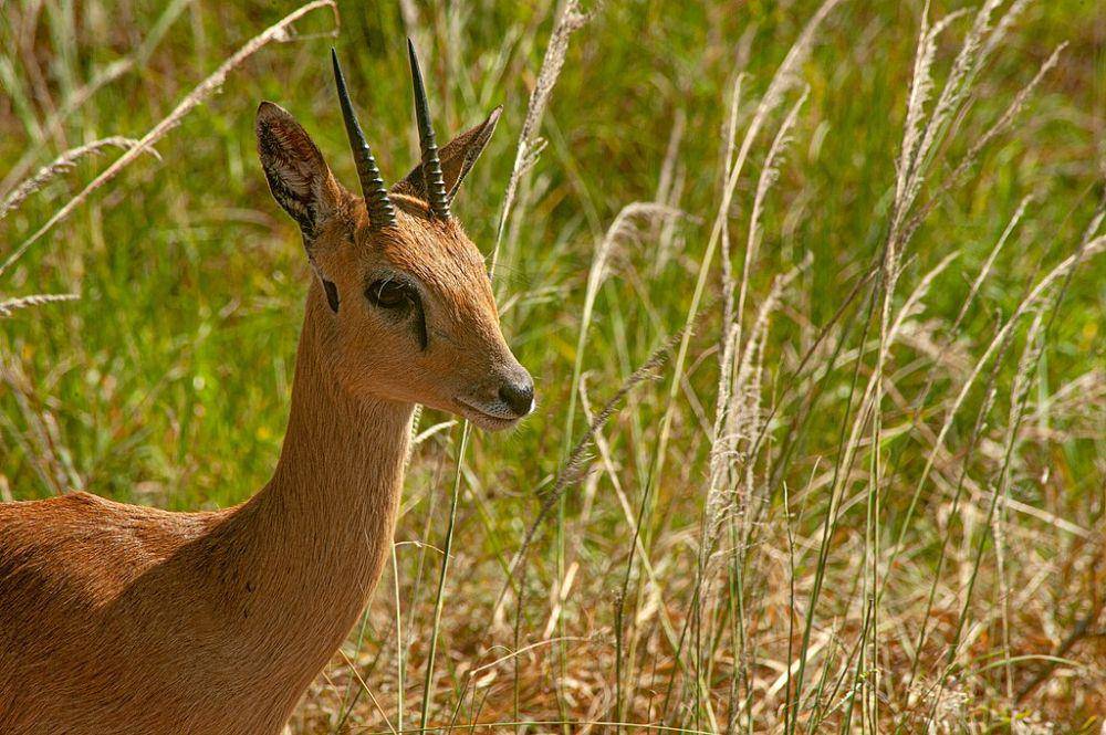 oribi (commons.wikimedia.org/Vanmulondo)