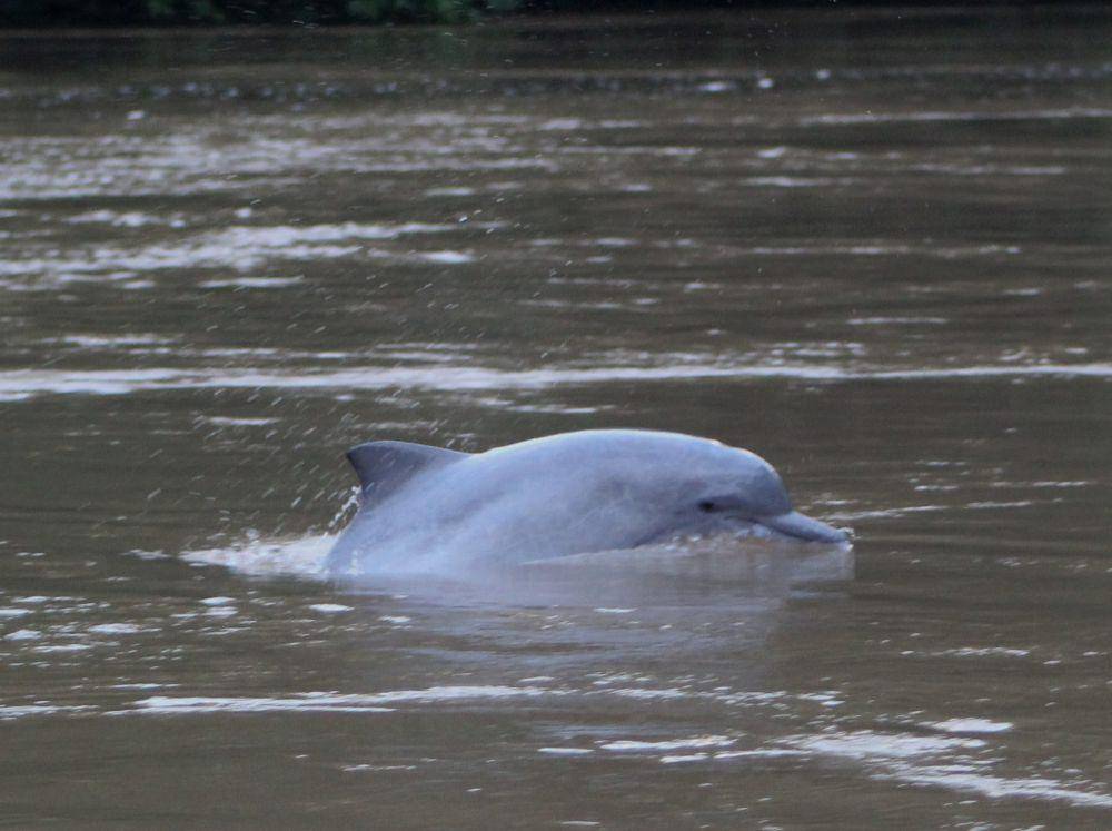 lumba-lumba tucuxi (commons.wikimedia.org/ Franklin Checa)