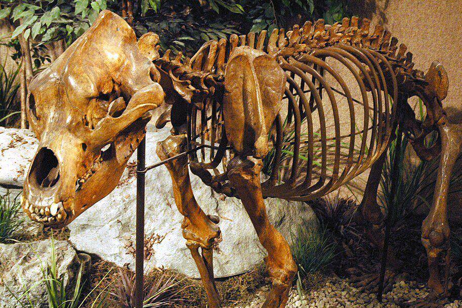 kerangka beruang gua atau cave bear (commons.wikimedia.org/James St. John)