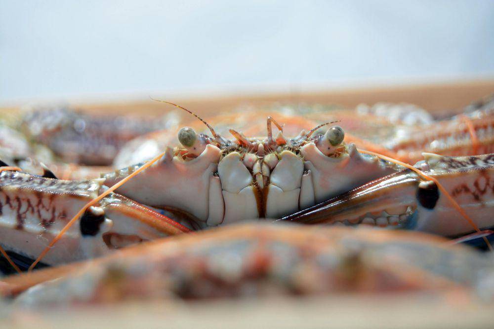 ilustrasi kepiting (unsplash.com/Jaradah Fish)