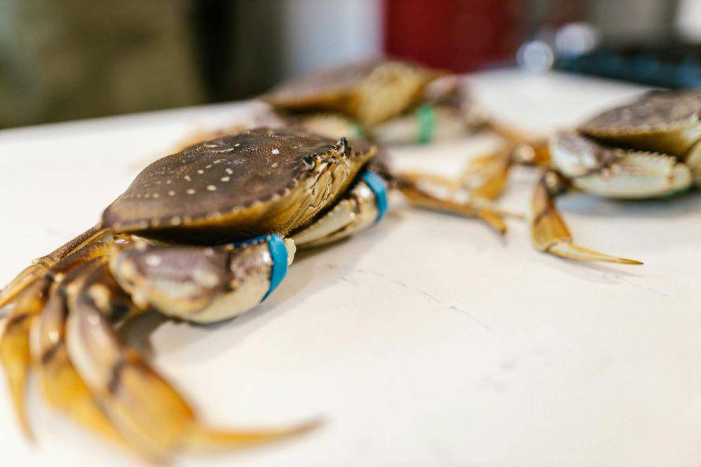 ilustrasi kepiting (pexels.com/RDNE Stock project)