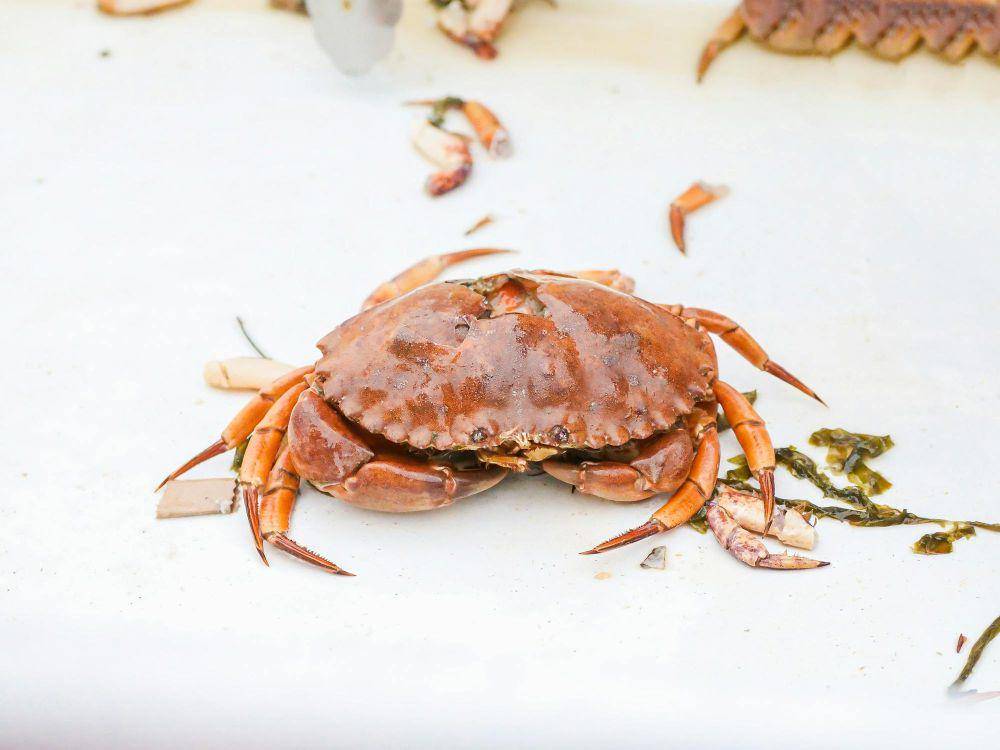 ilustrasi kepiting (pexels.com/Kindel Media)
