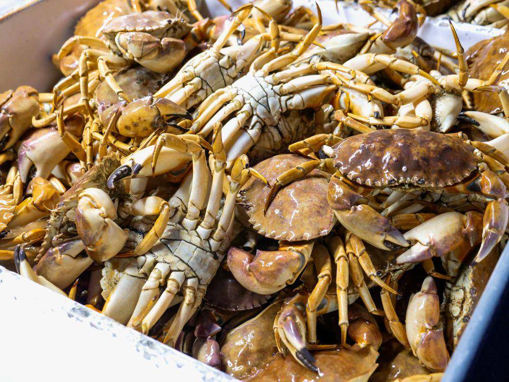 ilustrasi kepiting (pexels.com/Kindel Media)