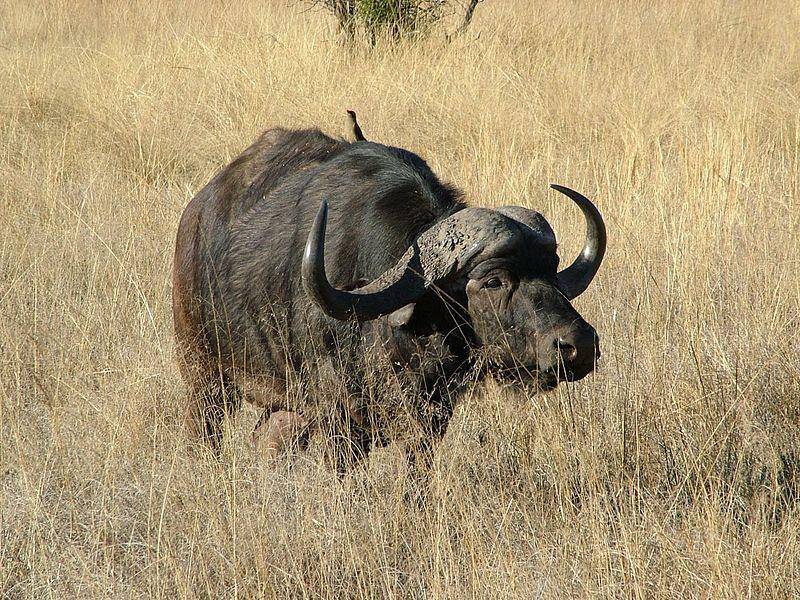 Cape buffalo (commons.wikimedia.org/Paul M Rae)