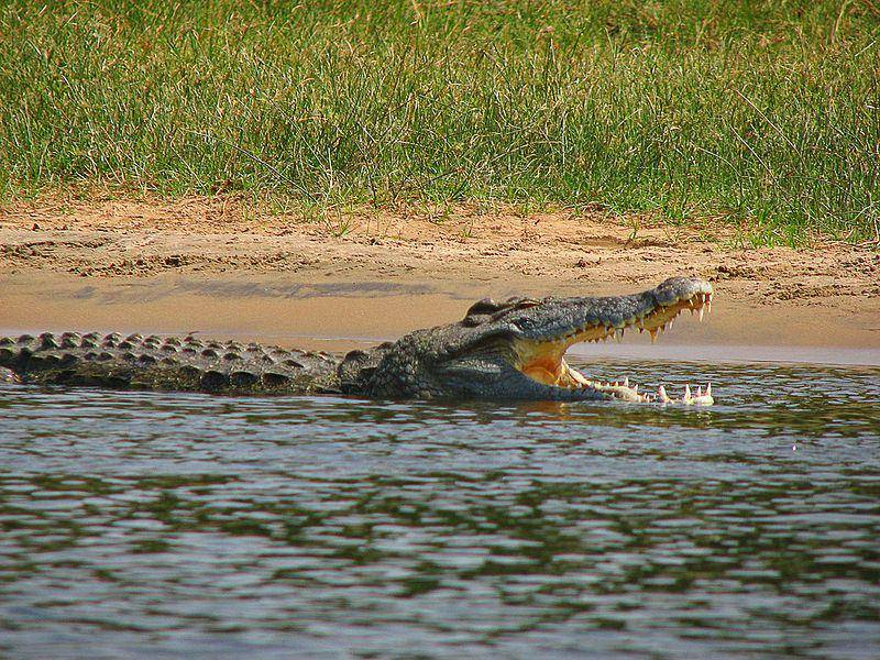 Nile crocodile (commons.wikimedia.org/Tim Muttoo)