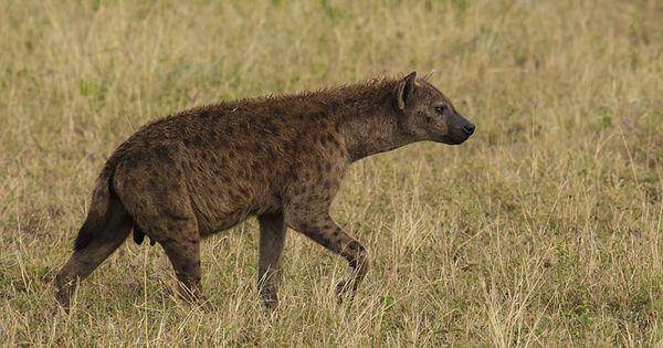 Spotted hyena (commons.wikimedia.org/Thomas Fuhrmann)