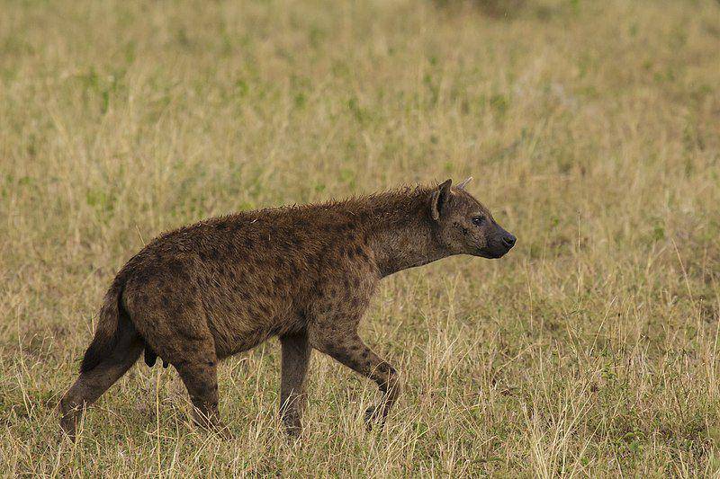 Spotted hyena (commons.wikimedia.org/Thomas Fuhrmann)