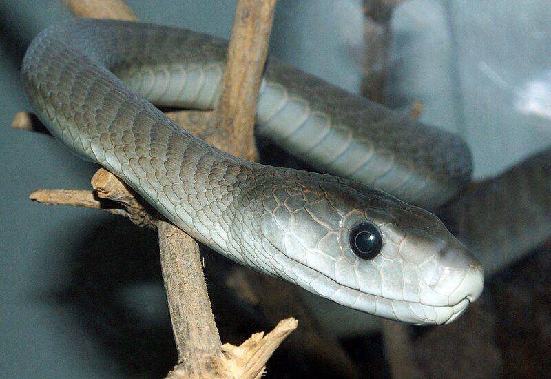 Black mamba (commons.wikimedia.org/TimVickers)