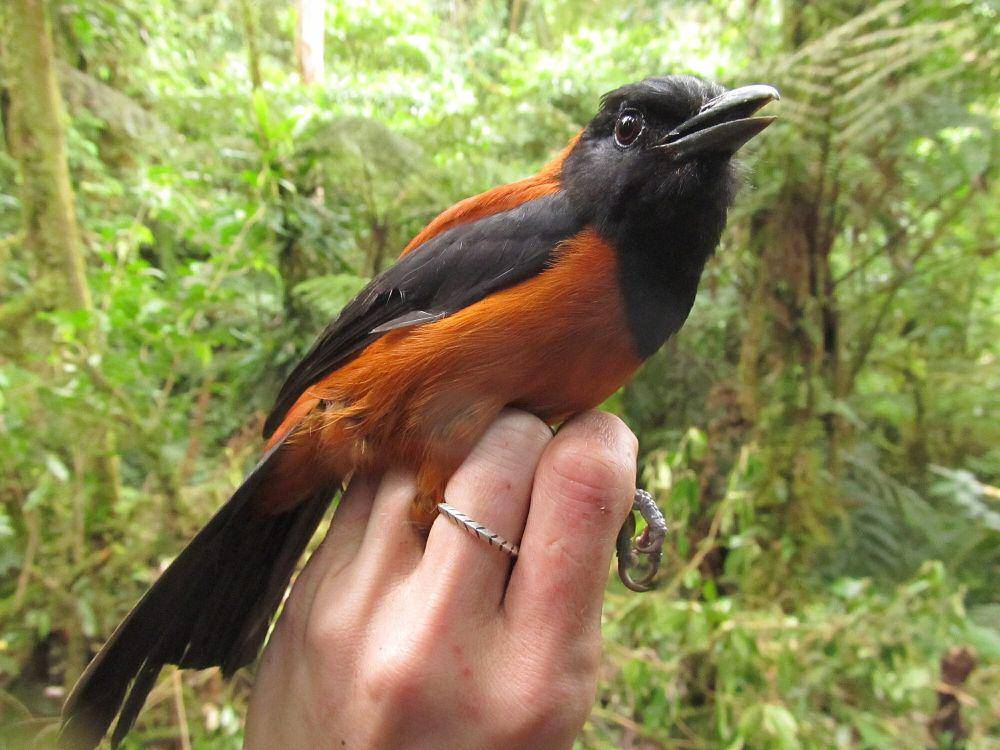 Pitohui kepala hitam (commons.m.wikimedia.org/Benjamin Freeman)