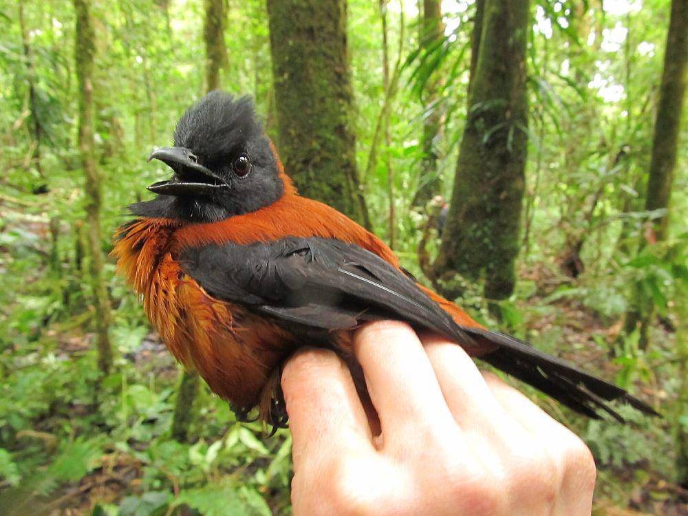 Pitohui kepala hitam (commons.m.wikimedia.org/Benjamin Freeman)