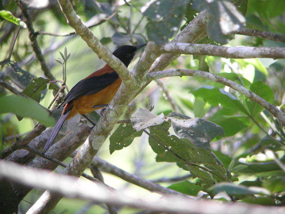 Pitohui kepala hitam (commons.m.wikimedia.org/markaharper1)