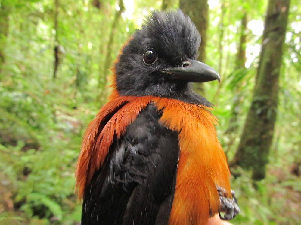 Pitohui kepala hitam (commons.m.wikimedia.org/Benjamin Freeman)