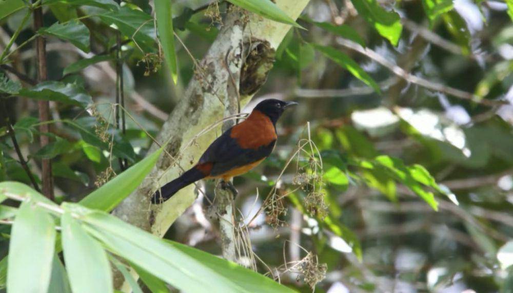 Pitohui kepala hitam (youtube.com/Wonder World)