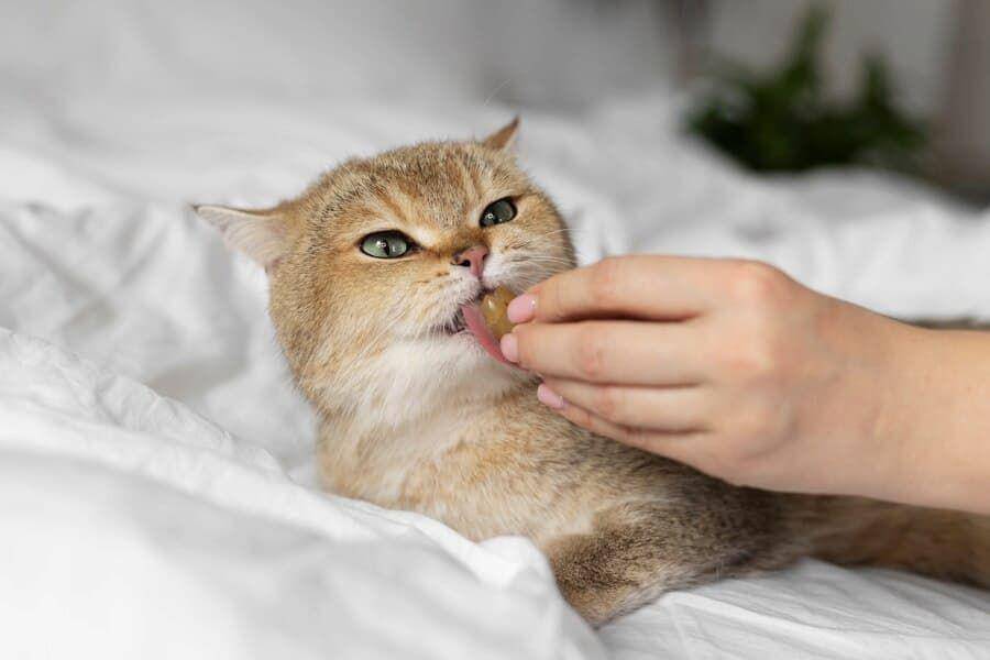 ilustrasi kucing makan minyak ikan (freepik.com/freepik)