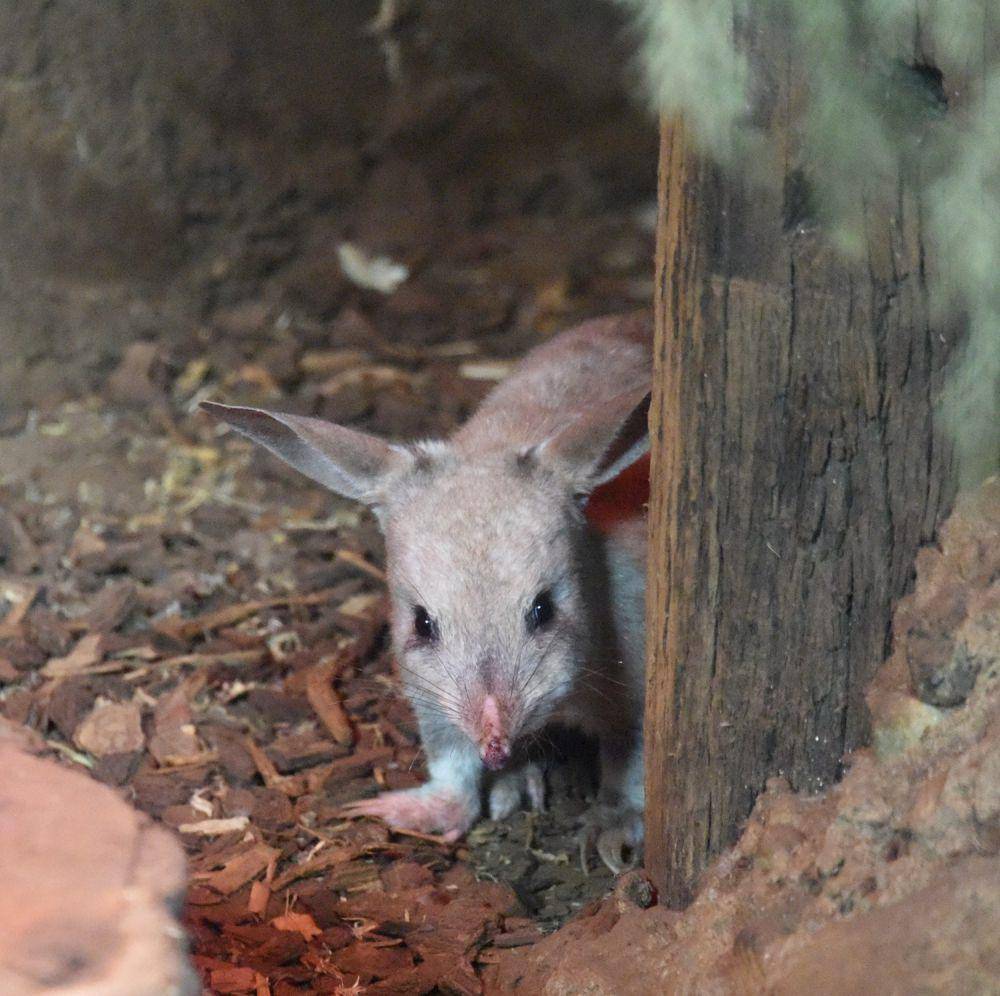 bilby (commons.wikimedia.org/Sardaka)