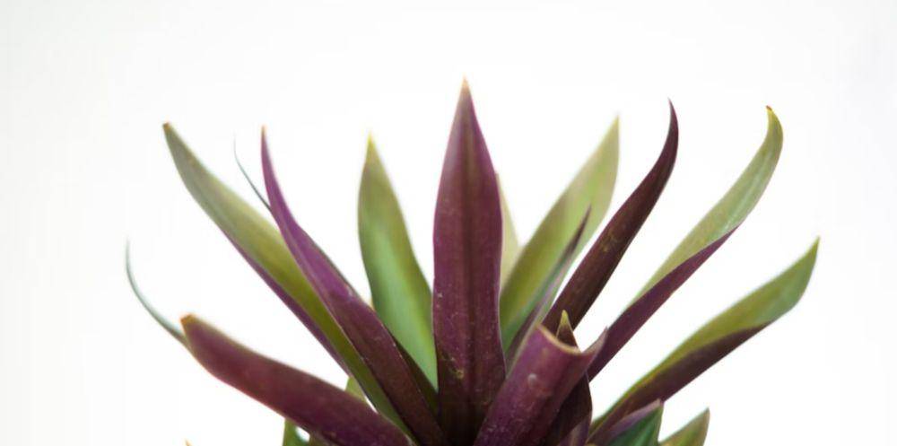 nanas kerang (unsplash.com/Bhargav Panchal)