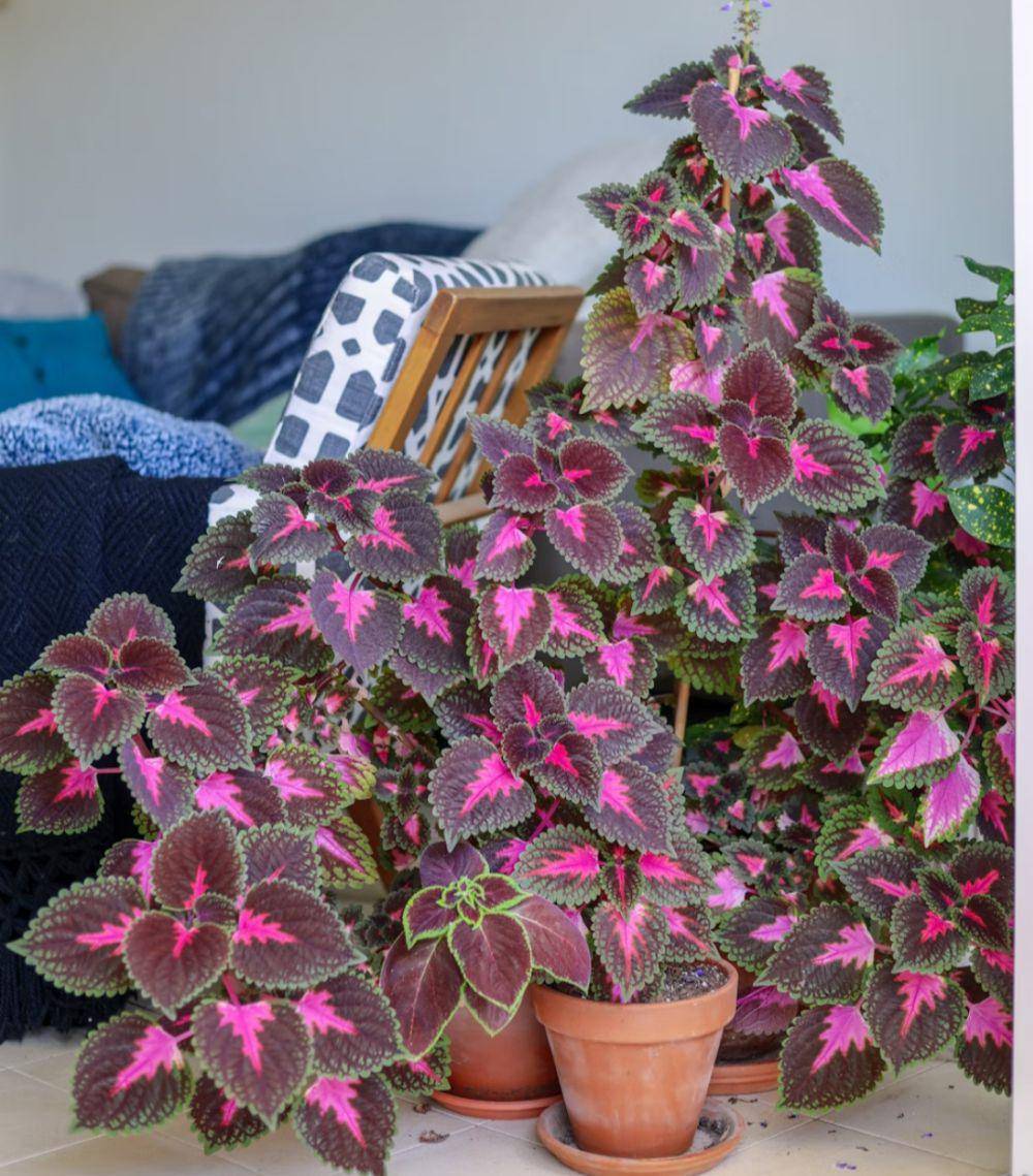 coleus gerigi ungu batik (unsplash.com/Mor Shani)