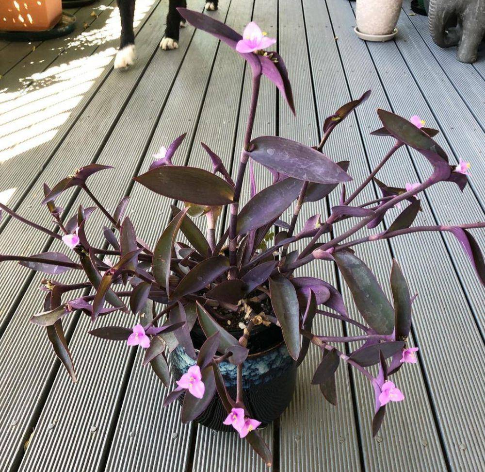 purple heart (instagram.com/so0tie)