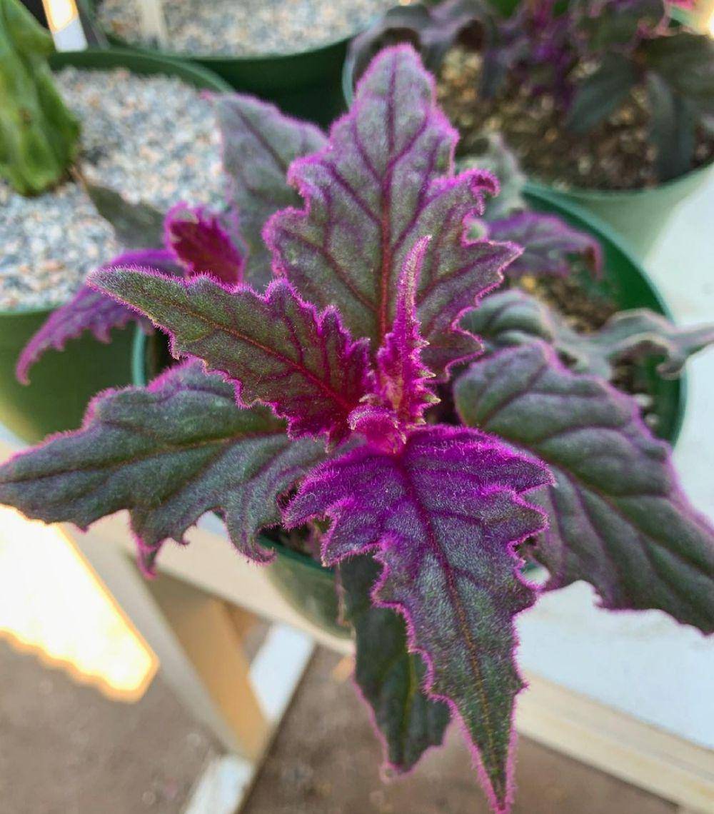 purple passion (instagram.com/garibaldos_nursery)