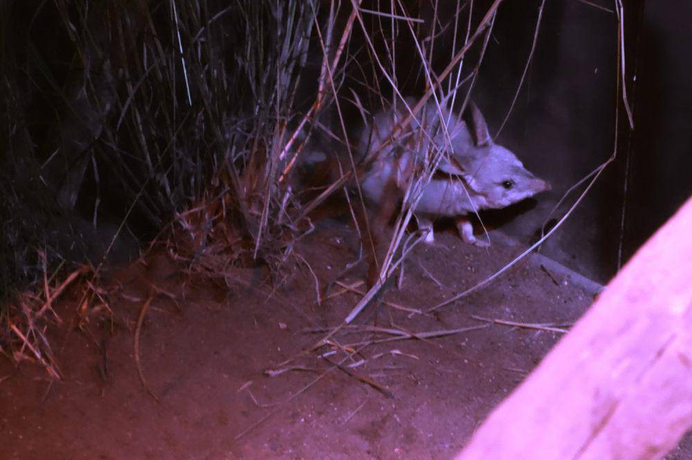 bilby (commons.wikimedia.org/Sean Riley)
