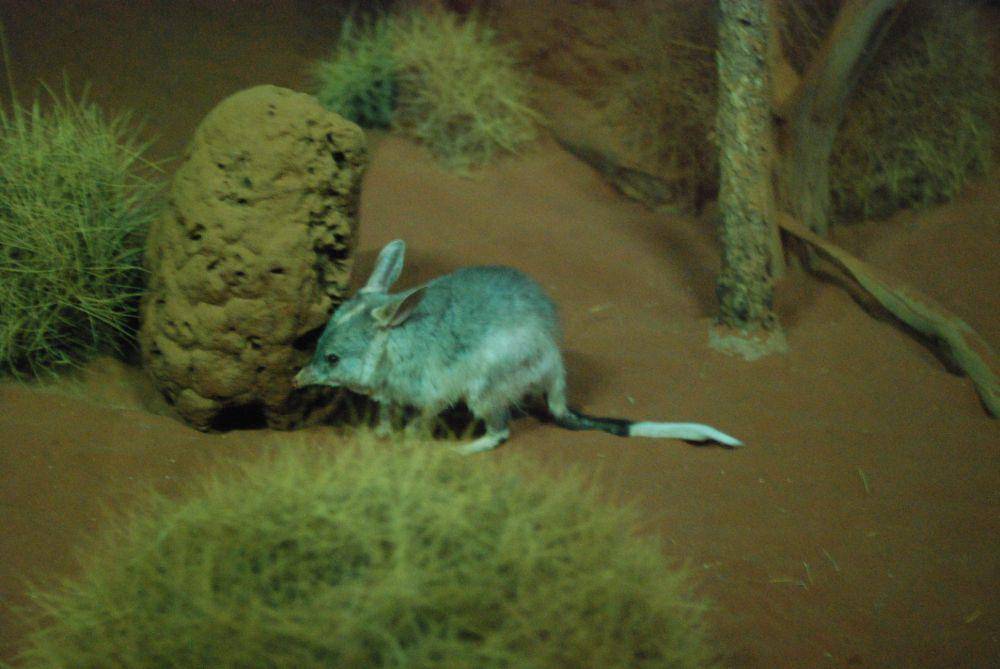 bilby (commons.wikimedia.org/Richard Fisher)