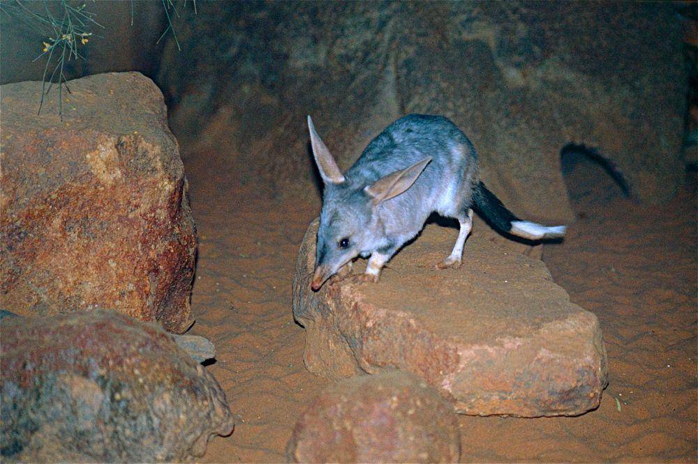 bilby (commons.wikimedia.org/Bernard DUPONT)