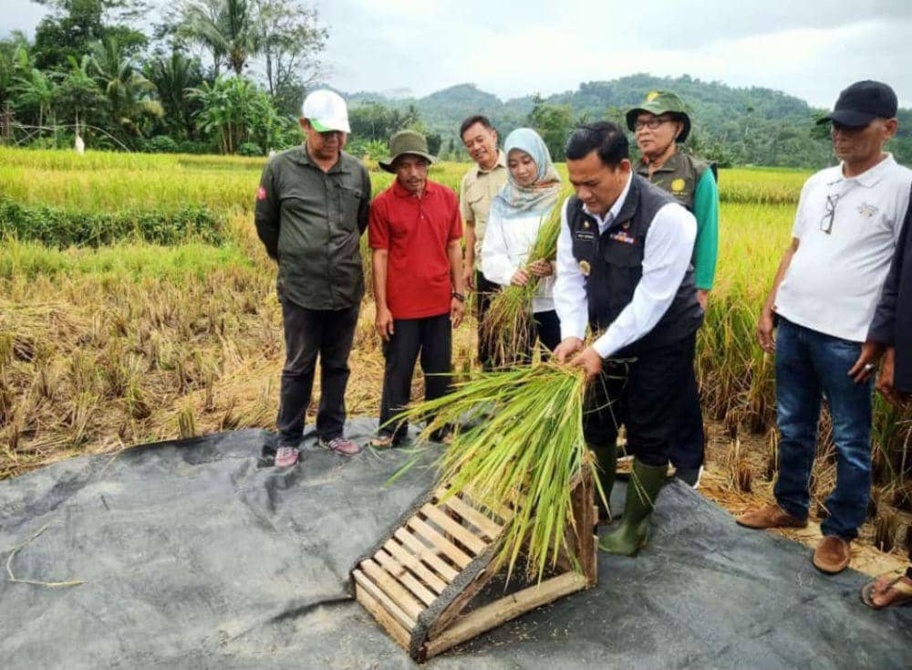 Panen Dimulai, Diharapkan Mampu Tekan Inflasi di Majalengka