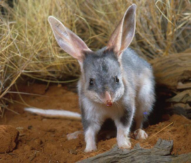 bilby (commons.wikimedia.org/Queensland Government)