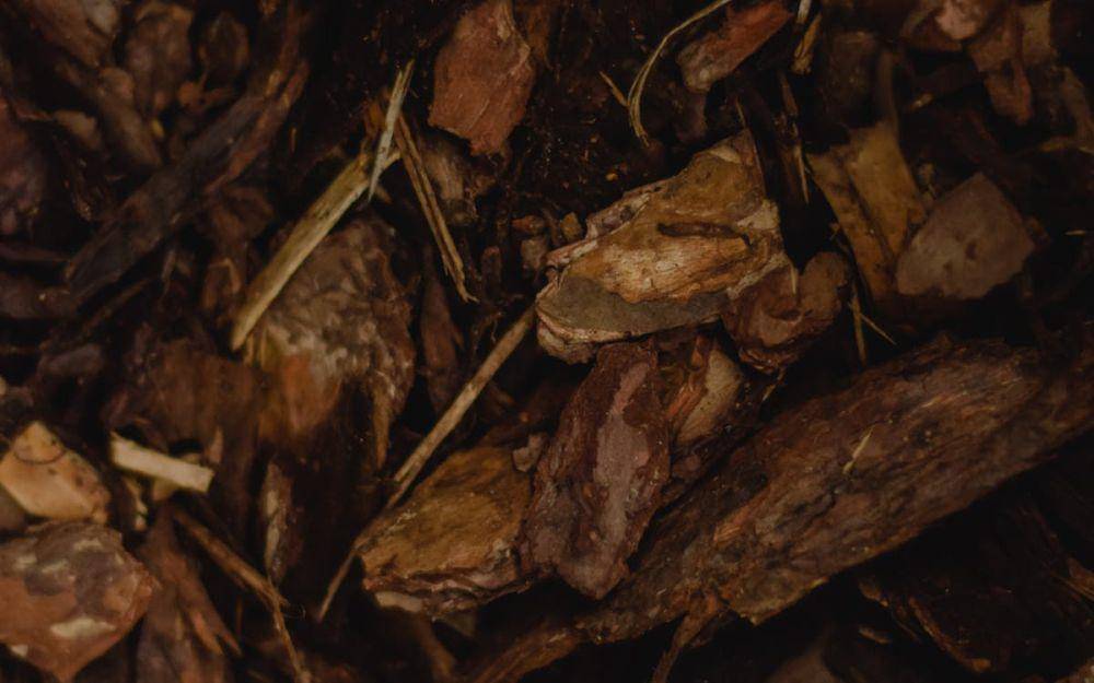 ilustrasi mulsa organik (pexels.com/Eva Bronzini)