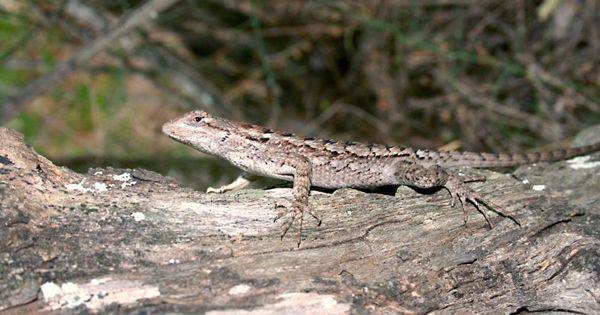 5 Fakta Unik Texas Spiny Lizard, Reptil dengan Sifat Pemalu!