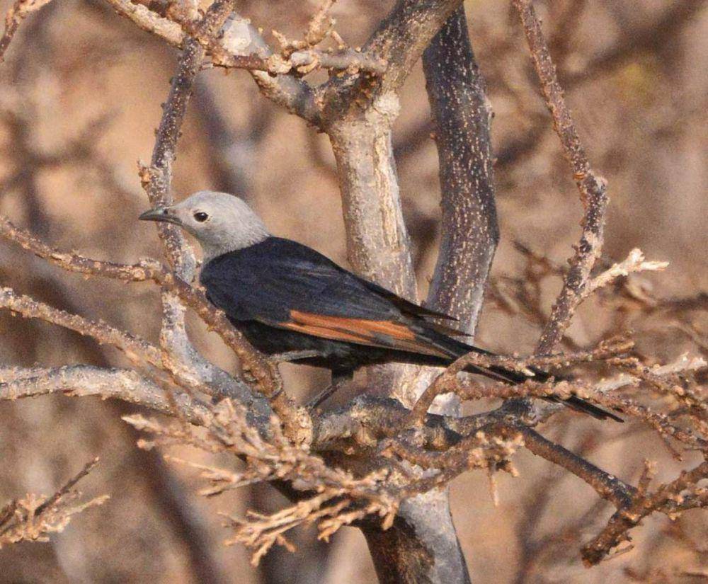 Socotra Starling (commons.wikimedia.org/Rod Waddington)