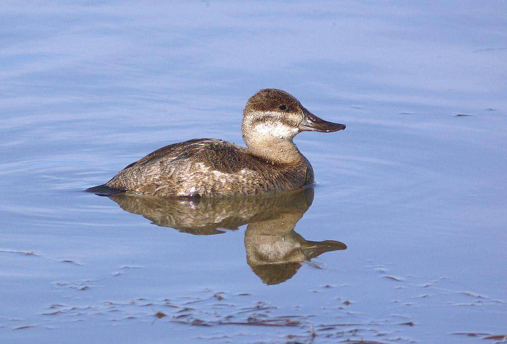 Bebek ruddy (commons.m.wikimedia.org/Alan Schmierer)