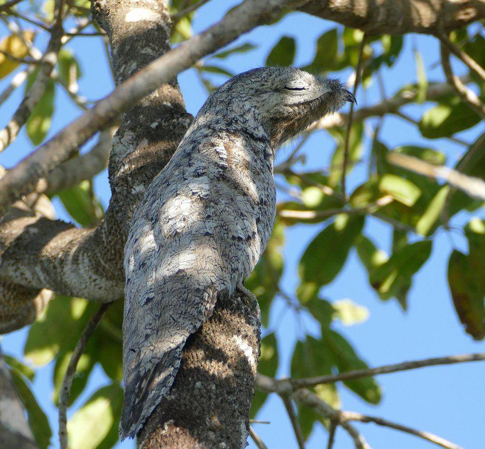 Great potoo (commons.m.wikimedia.org/Bernard Dupont)