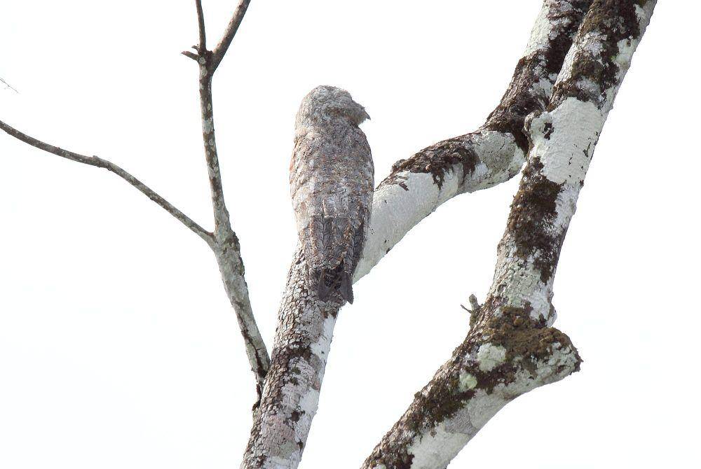 Great potoo (commons.m.wikimedia.org/Dominic Sherony)
