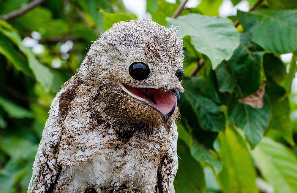 Great potoo (commons.m.wikimedia.org/Allissondias)