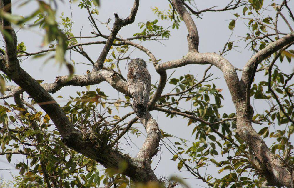 Great potoo (commons.m.wikimedia.org/Jan Willem Broekema)