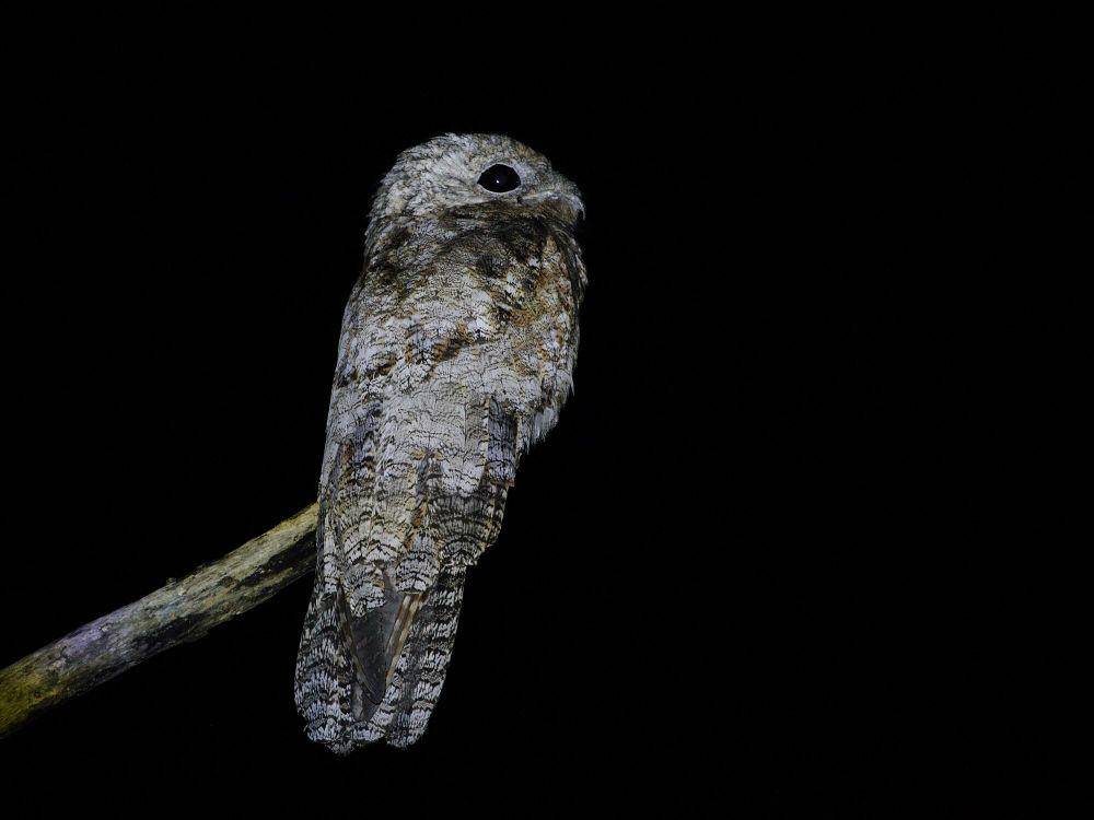 Great potoo (commons.m.wikimedia.org/Hector Bottai)