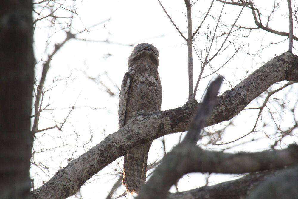 Great potoo (commons.m.wikimedia.org/Alastair Rae)