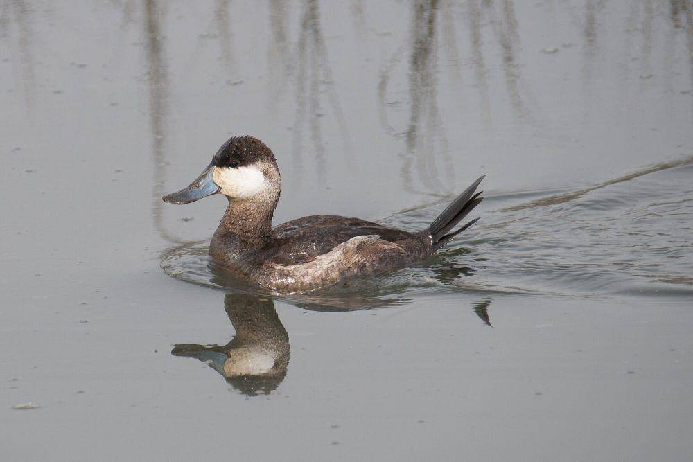 Bebek ruddy (commons.m.wikimedia.org/Becky Matsubara)