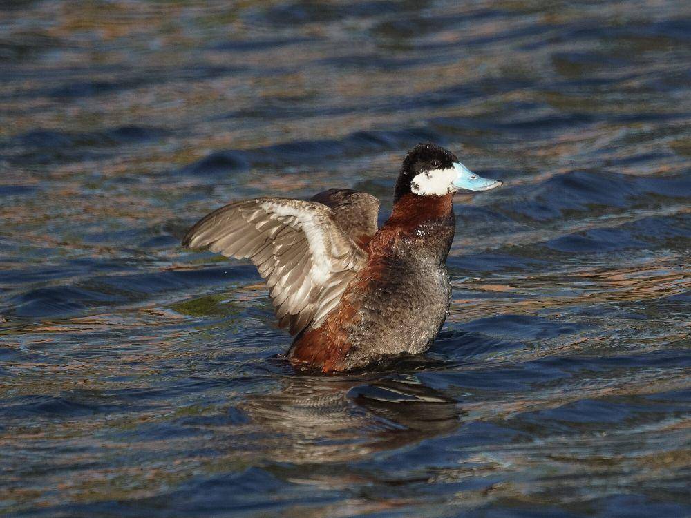 Bebek ruddy (commons.m.wikimedia.org/Mike's Birds)