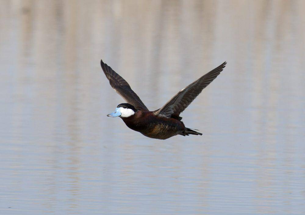 Bebek ruddy (commons.m.wikimedia.org/USFWS Mountain-Prairie)