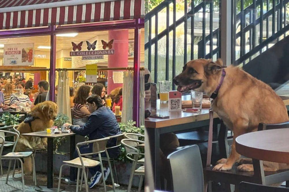7 Potret Lucu Orang Duduk Semeja sama Anjingnya di Kafe dan Resto