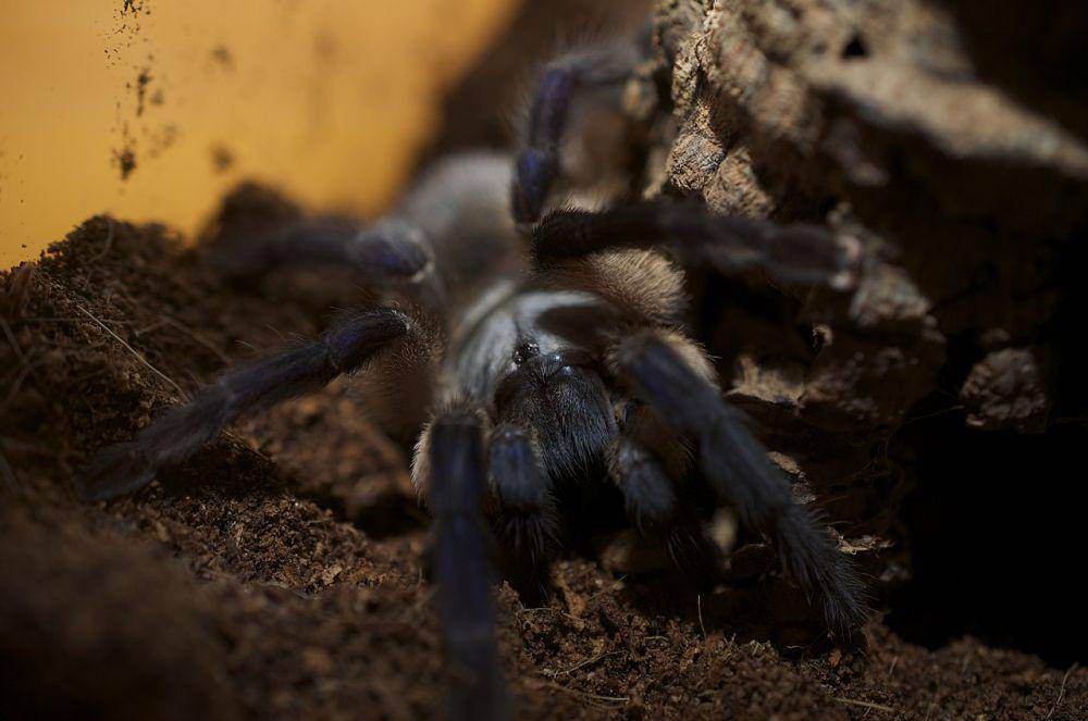 Socotra Island Blue Baboon tarantula (commons.wikimedia.org/B a y L e e ' s 8 Legged Art)