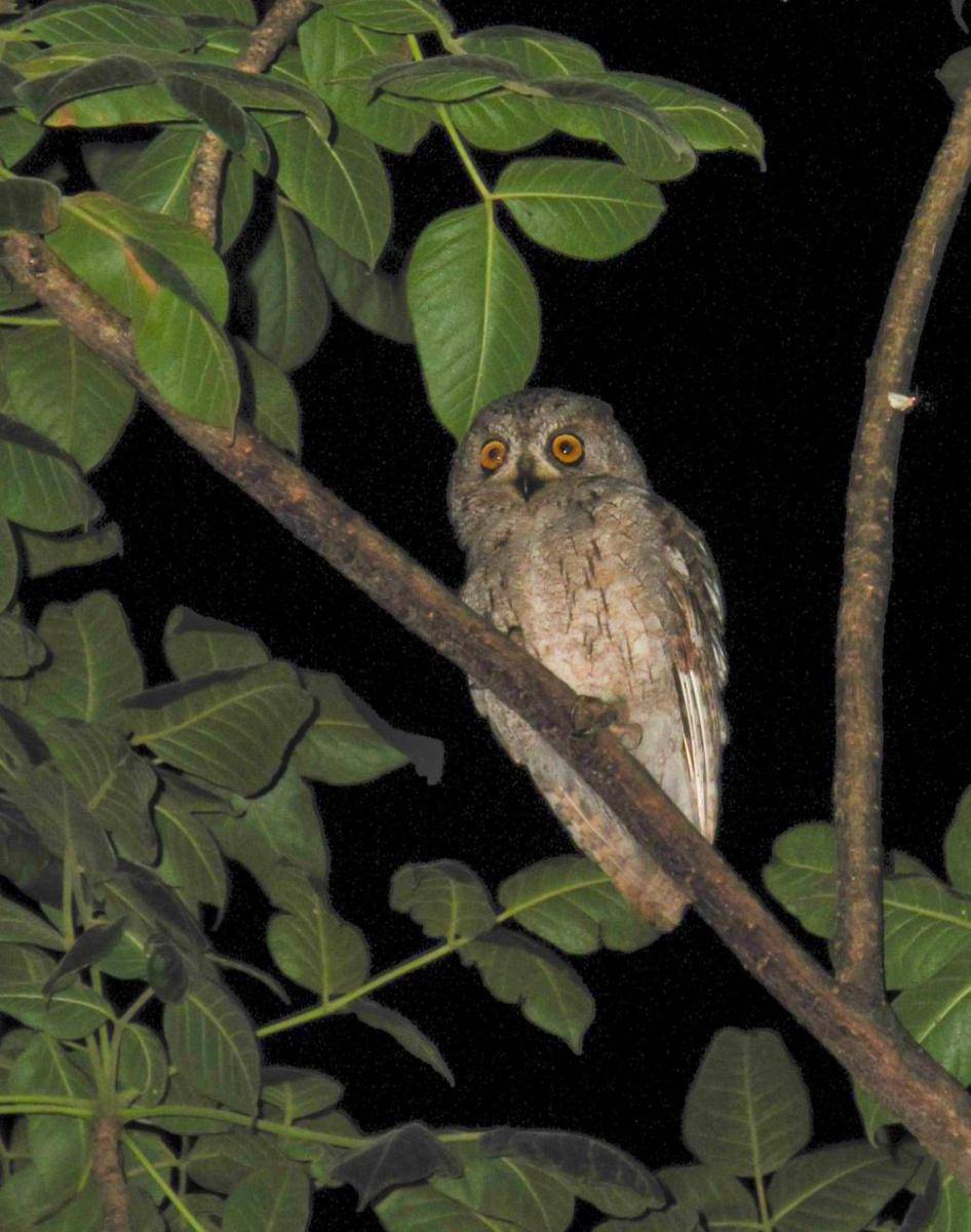 Socotra Scops Owl (commons.wikimedia.org/Kerrtu)