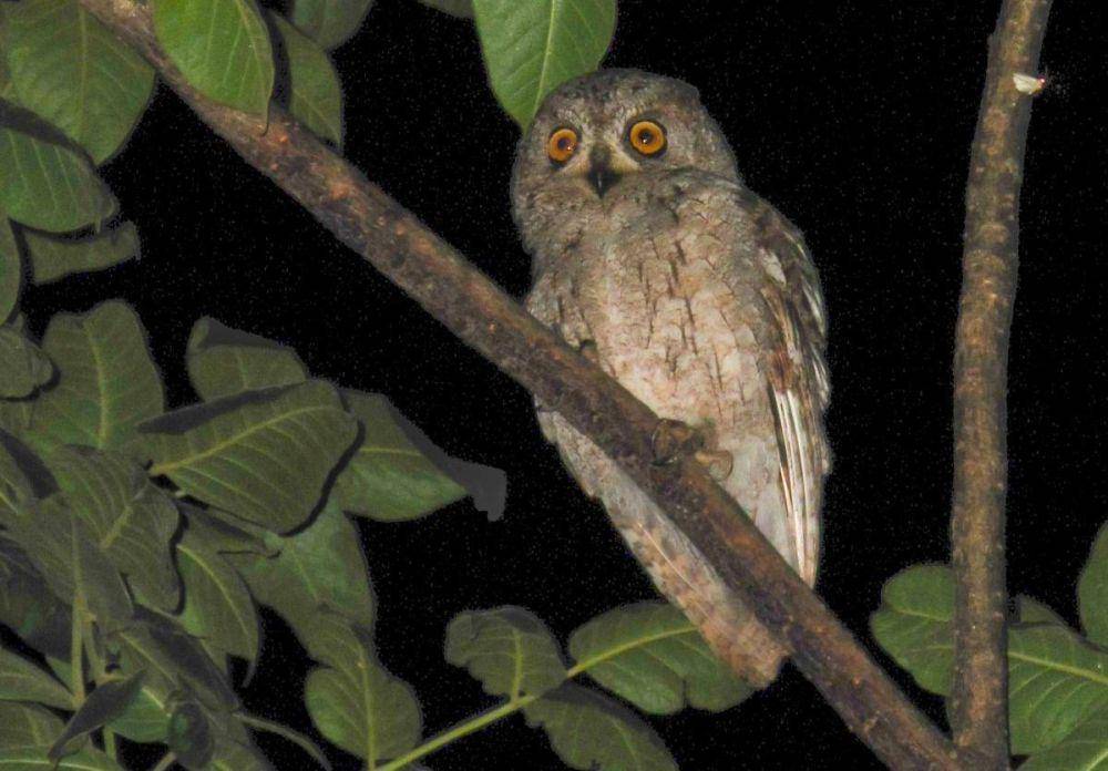 Socotra Scops Owl (commons.wikimedia.org/Kerrtu)