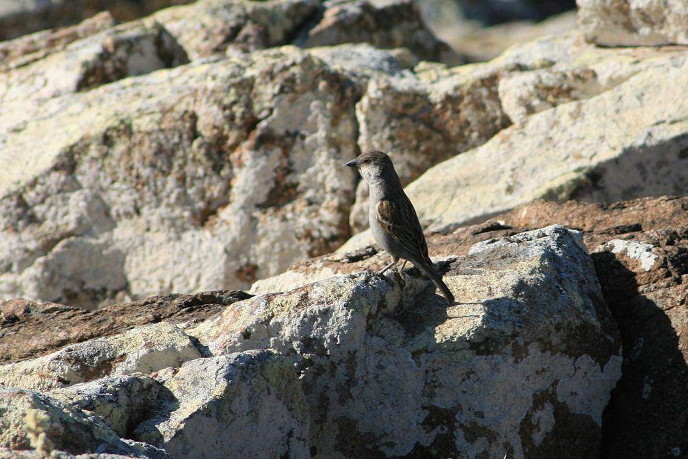Socotra Sparrow (commons.wikimedia.org/Manuel Schwarz)