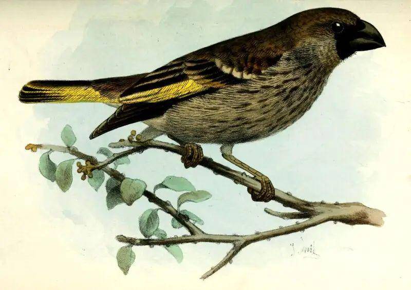 Socotra Golden-winged Grosbeak (animalia.bio)