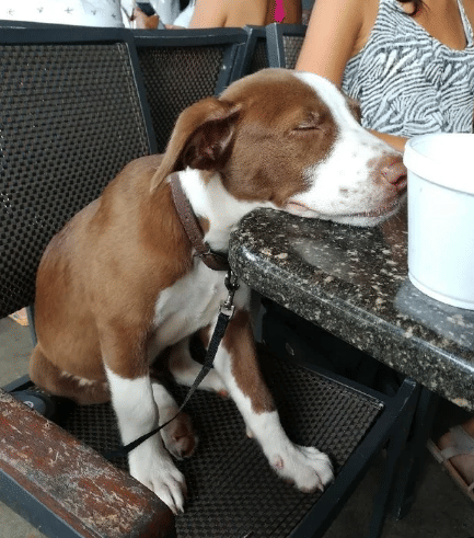 potret orang duduk semeja dengan anjingnya (reddit.com/deleted)